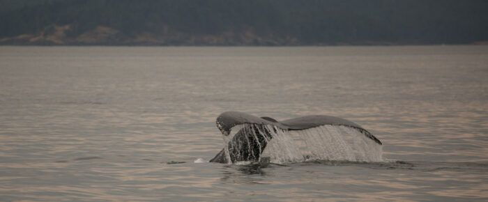 Full day sail with Orcas T65A’s and Humpback whale BCX1251 “Orion”