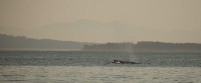 Sunset sail with Humpback “Split Fluke” & her calf