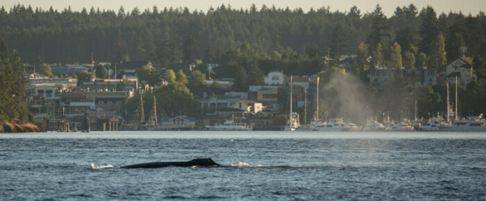 Humpback whale “Valiant” passes Friday Harbor