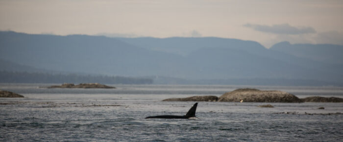 Biggs/Transient orcas T77C, T77D and T49A2 followed by T34’s and T37’s