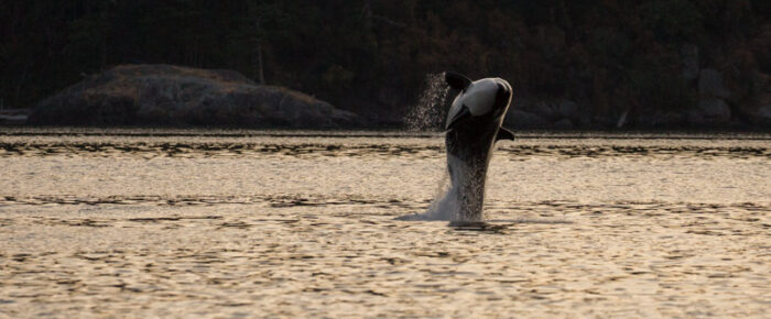 T37A’s in East Sound, Orcas Island