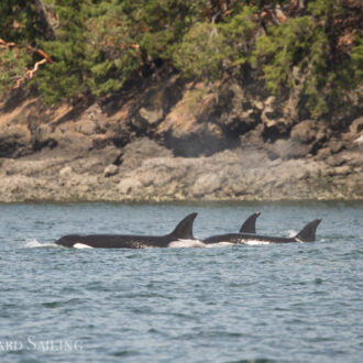 Biggs Orcas T99’s followed by T37A’s by Orcas Island