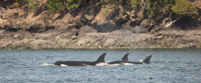 Biggs Orcas T99’s followed by T37A’s by Orcas Island