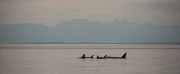 Biggs/Transient orcas T37A’s and a phenomenal sunset