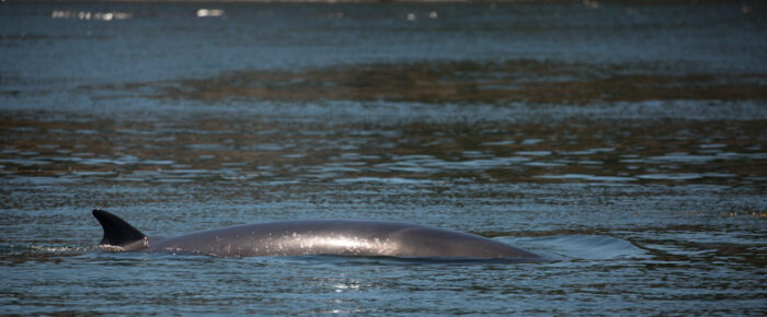 Minke whale in Cattle Pass