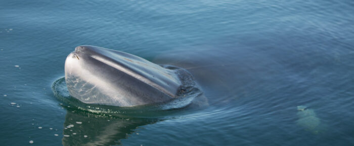 Best Minke whale mugging EVER