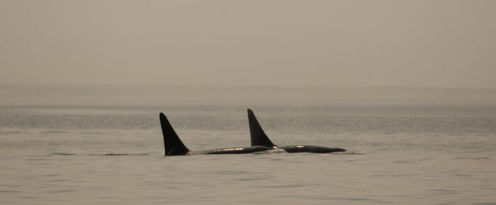 Large group of Biggs/Transient orcas by Middle Bank