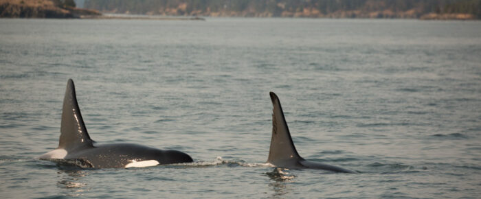 Biggs/Transient orcas T46’s and T137’s near Friday Harbor