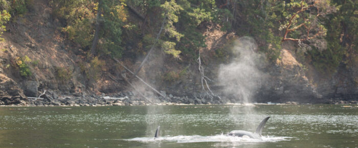 Orcas T37A’s by Obstruction Island