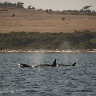 Orcas T34’s and T37’s at the bottom of San Juan Island