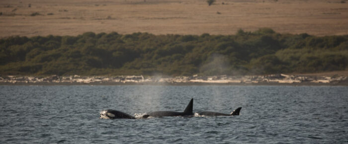 Orcas T34’s and T37’s at the bottom of San Juan Island