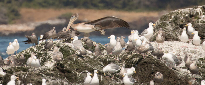 Minke encounter and a rare Brown Pelican