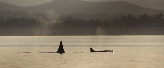 Orcas T18’s plus T60D and T60E by Sidney Island