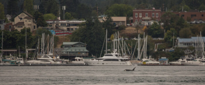 Orcas T18’s by Shirt Tail Reef and T60D and T60E visit Friday Harbor