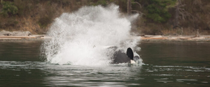 T18’s with T60D & T60E hunting by Flat Point, Lopez Island