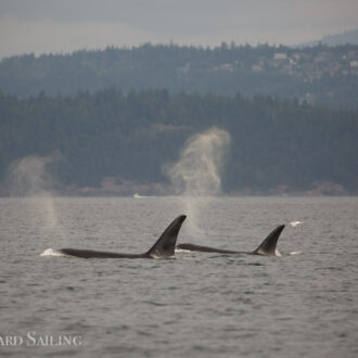 Sailing to see the T65A’s on the east side of Lummi Island