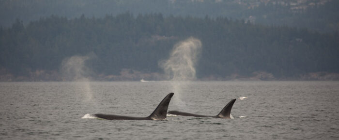 Sailing to see the T65A’s on the east side of Lummi Island