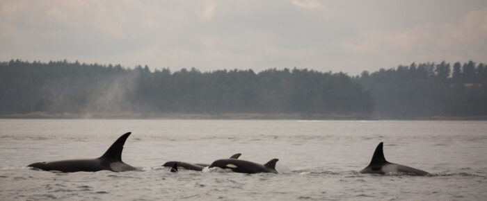 Orcas T18’s socializing with the T37A’s followed by T60D & T60E