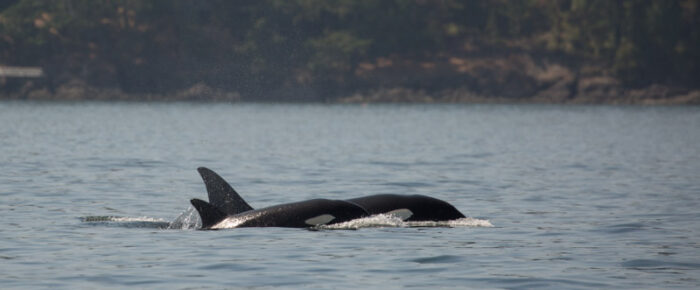 Orcas T60’s with T2B and T59 inter-island