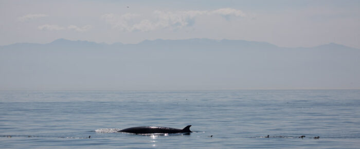 A minke on Salmon Bank and a sail to Castle Rock