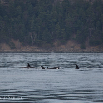 Orcas T34’s and T37’s in Boundary Pass