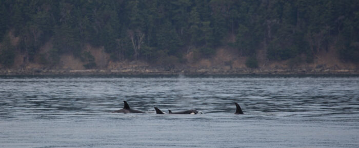 Orcas T34’s and T37’s in Boundary Pass