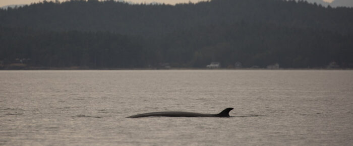 Minke whale by Minke Lake