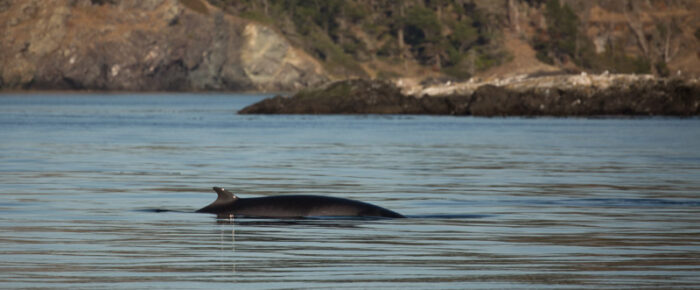 Multiple Minke whales near Salmon Bank