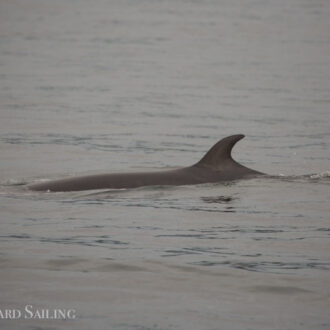 Minke whale northbound in San Juan Channel