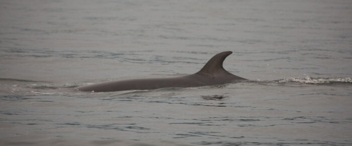 Minke whale northbound in San Juan Channel