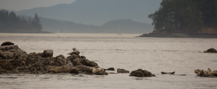 Circumnavigating Shaw Island