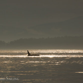 A view of J pod Orcas and a stunning sunset