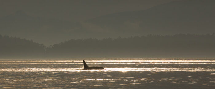 A view of J pod Orcas and a stunning sunset