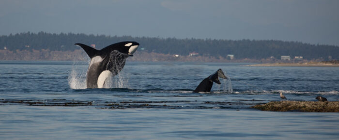 Orcas T18’s hunting by White Rock and a Minke whale by Friday Harbor