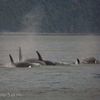 Orcas T65A’s and T65B’s in Rosario and T18’s in Spring Passage