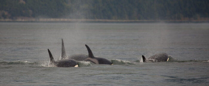 Orcas T65A’s and T65B’s in Rosario and T18’s in Spring Passage