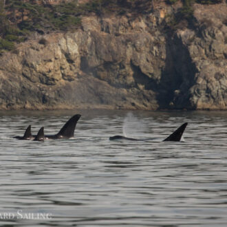 Orcas T18’s near Deception Pass