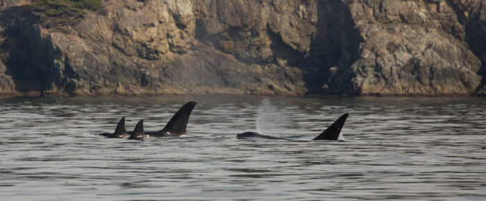 Orcas T18’s near Deception Pass