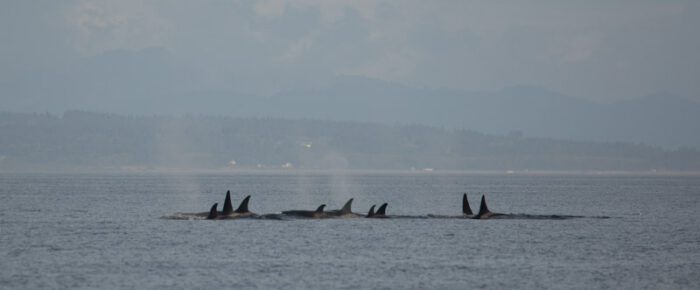 Biggs Orcas T65A’s and T65B’s porpoise away from Resident orcas