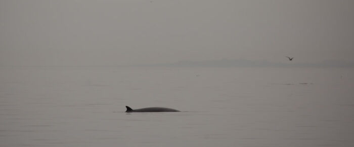 On Salmon Bank with a minke whale