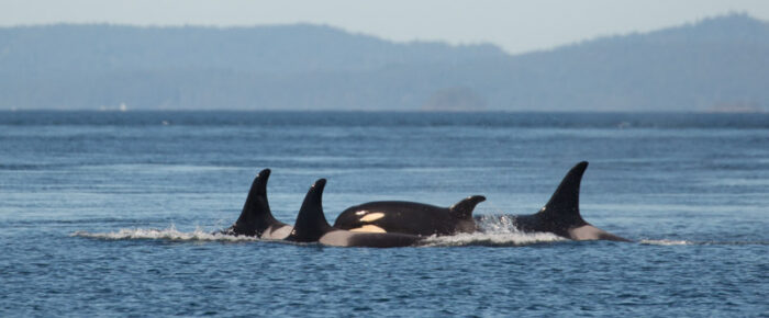 Southern Resident Orcas at Turn Pt and Biggs Orcas T18’s with T65B’s near Yellow Island