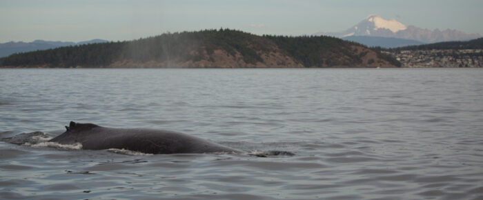 Sailing with Orcas and then Humpbacks