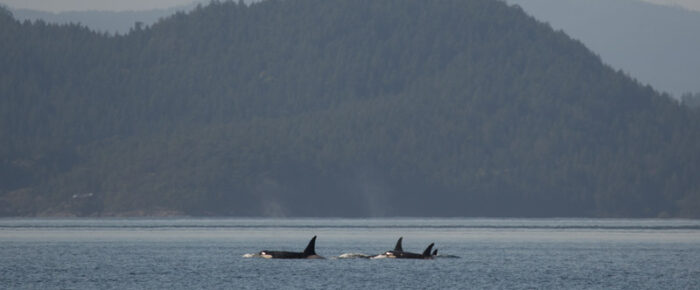 L Pod in Boundary Pass and a Minke whale by Minke Lake