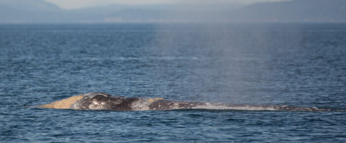 Minkes, a gray whale and orcas!