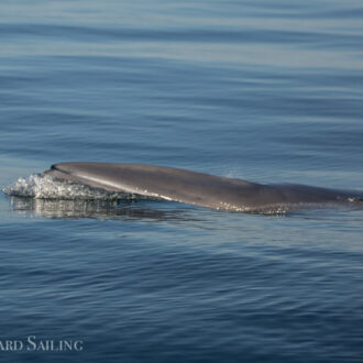 Fun sea lion and minke encounters, and Orcas (T18’s) along west side of San Juan