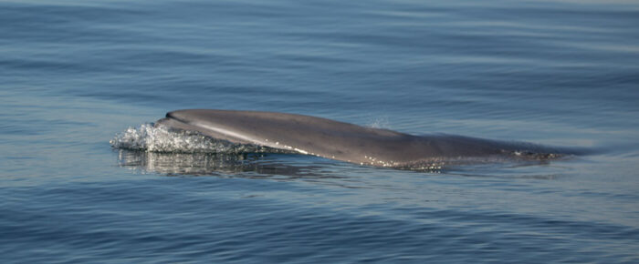 Fun sea lion and minke encounters, and Orcas (T18’s) along west side of San Juan