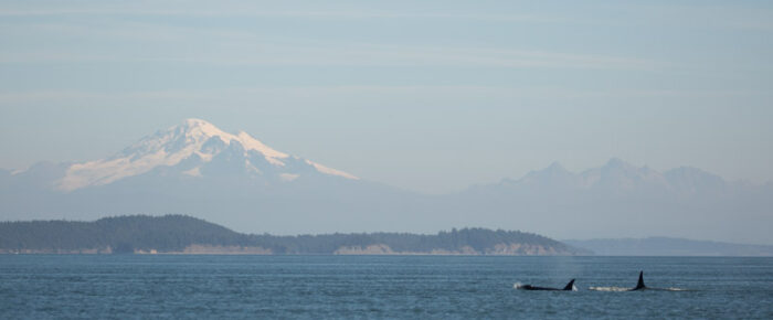 Orcas T34A1, T36’s, T65A5, and T65B’s in Boundary Pass and a visit to Pt Doughty