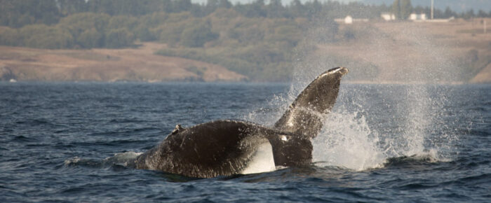 Humpback Whale BCX1068 “Split Fluke” and her new calf