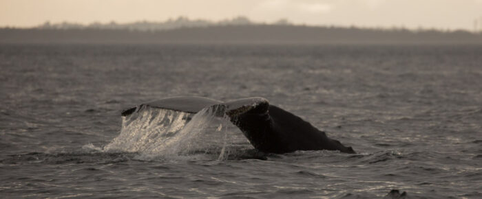 J Pod Orcas and a Humpback named BCY077 “Gibbous”