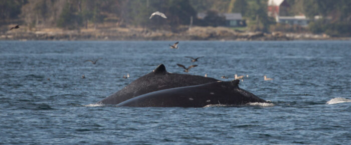 Humpback MMZ0004 “Zephyr” and new calf outside Friday Harbor